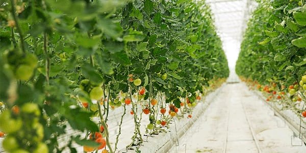 Chemical Dosing Pumps operating in Agricultural hothouse farm